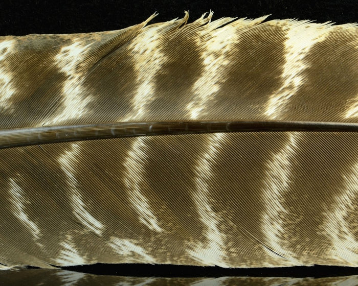 Hareline Ozark Oak Mottled Turkey Quills - Spawn Fly Fish - Hareline Dubbin