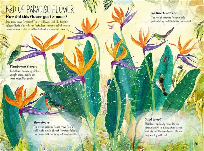 The Big Book of the Blooms by Yuval Zommer
