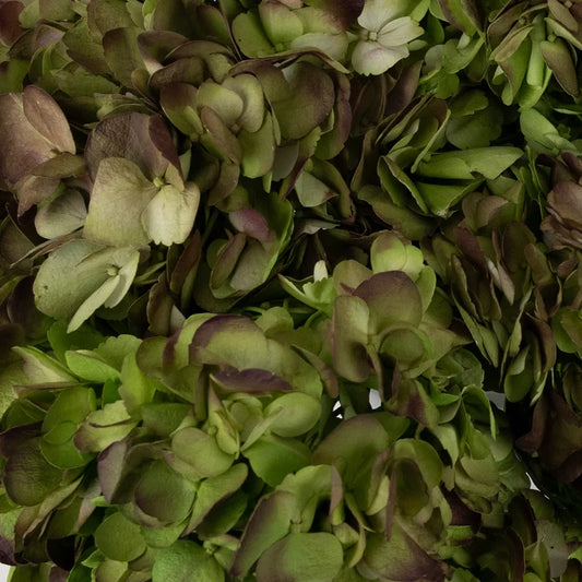Antique Airbrushed Hydrangea Flower Close Up - Image