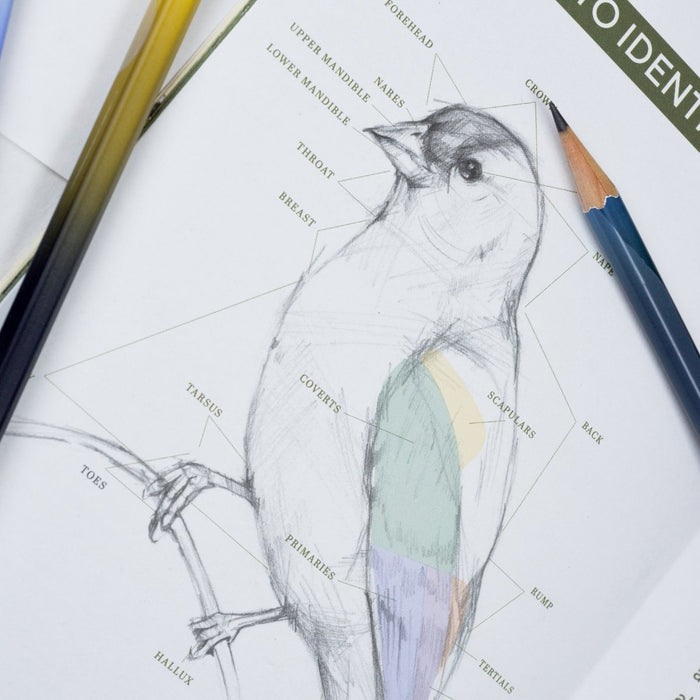 Blackwing Quarterly Zine - Issue 2 (Vol. 458)
