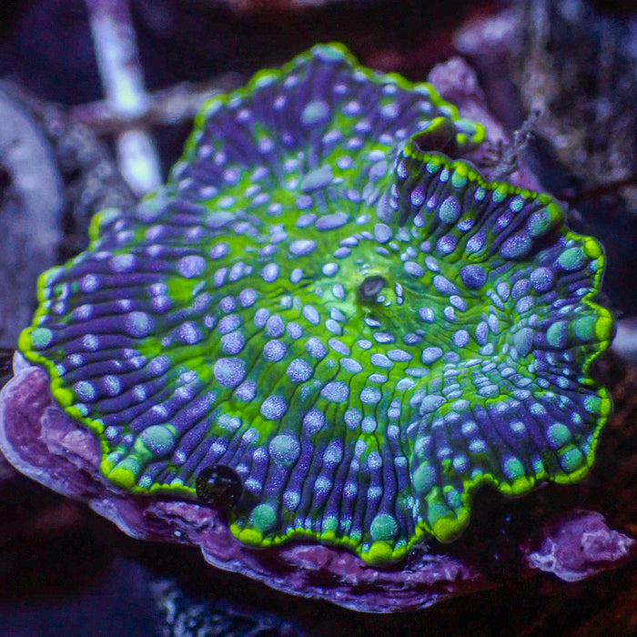 Blue Spotted Watermelon Discosoma Mushroom - Corals Anonymous