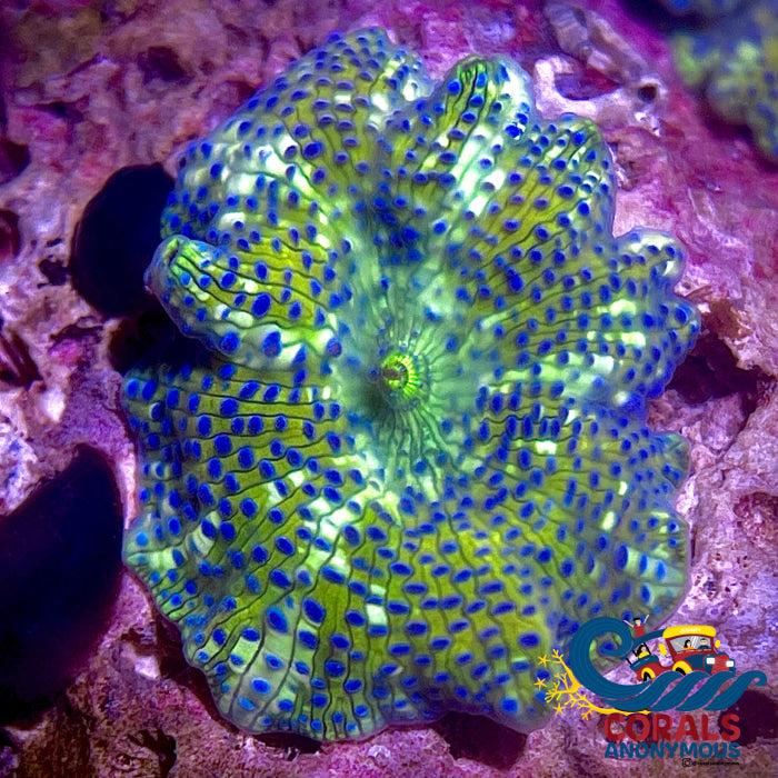 Blue Spotted Gold Watermelon Discosoma Mushroom Discosoma