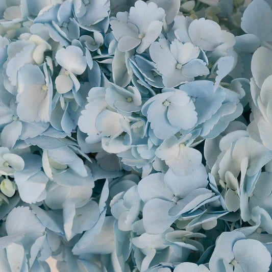 Cool Blue Airbrushed Hydrangea Flower Close Up - Image