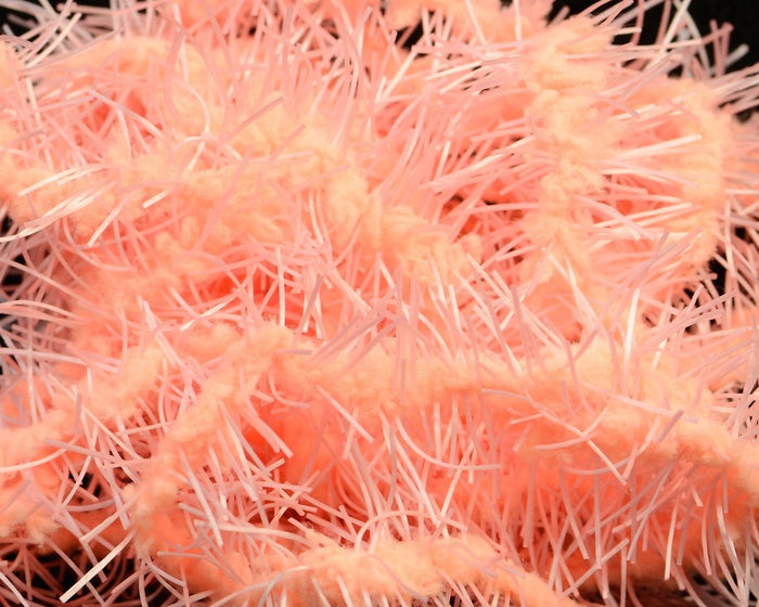 Prawn