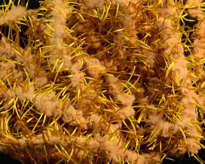 FNF Creeper Chenille - Spawn Fly Fish - FNF