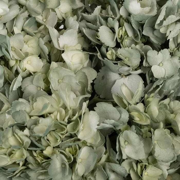 Jade Airbrushed Hydrangea Flower Close Up - Image