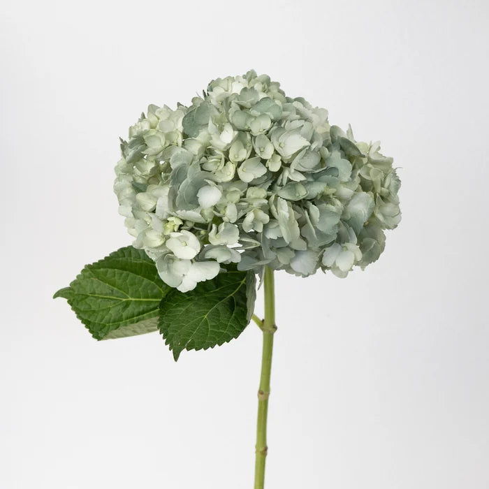 Jade Airbrushed Hydrangea Flower Stem - Image