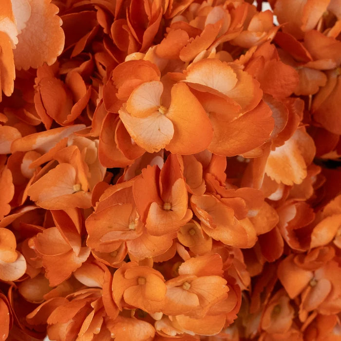 Persimmon Airbrushed Hydrangea Flower Close Up - Image