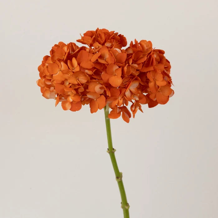 Persimmon Airbrushed Hydrangea Flower Stem - Image