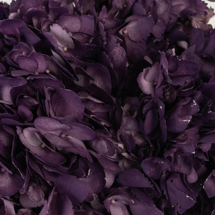 Plum Noir Airbrushed Hydrangea Flower Close Up - Image
