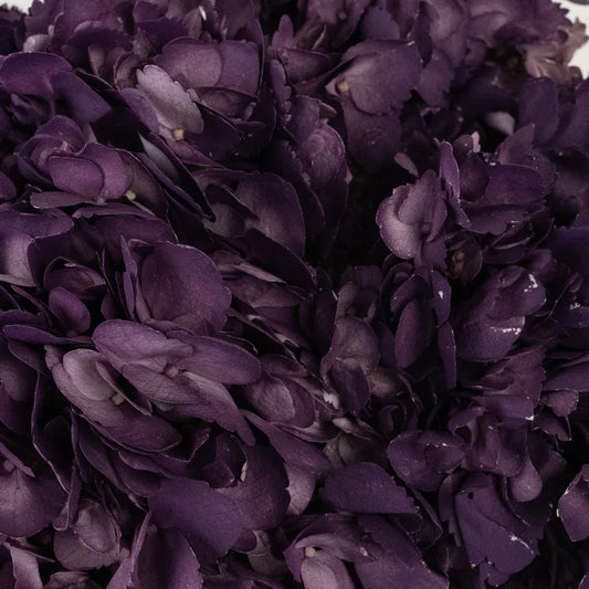 Plum Noir Airbrushed Hydrangea Flower Close Up - Image