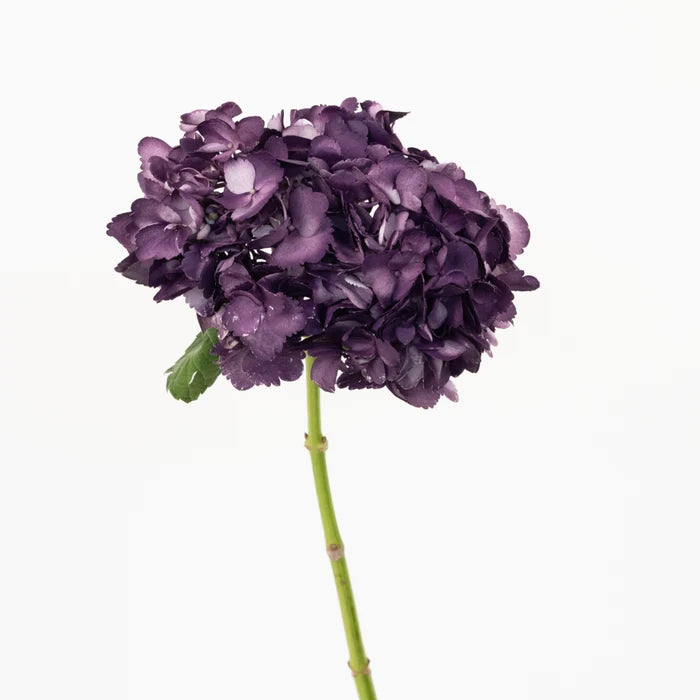 Plum Noir Airbrushed Hydrangea Flower Stem - Image