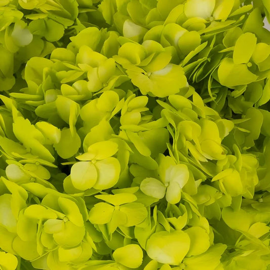Wasabi Airbrushed Hydrangea Flower Close Up - Image