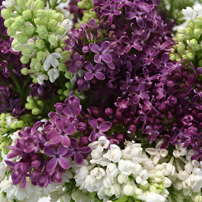 White and Purple Premium Lilac Flower Mix