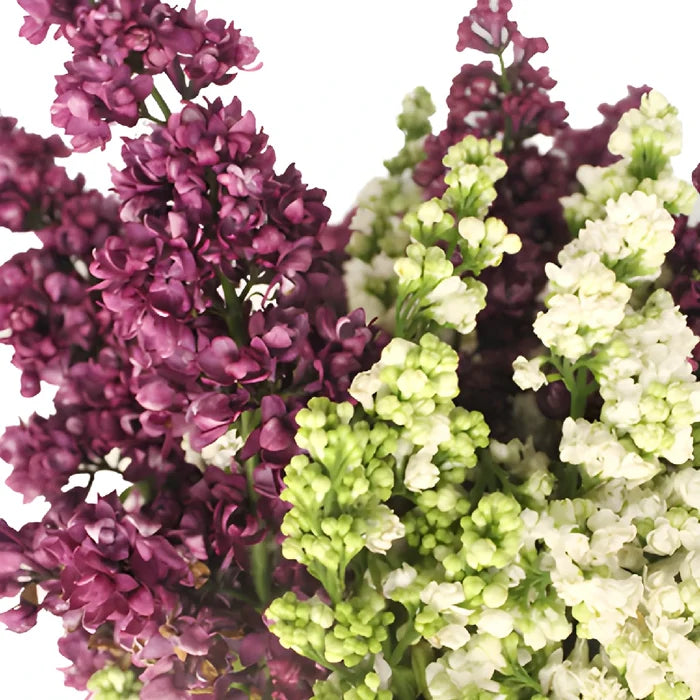 White and Purple Premium Lilac Flower Mix