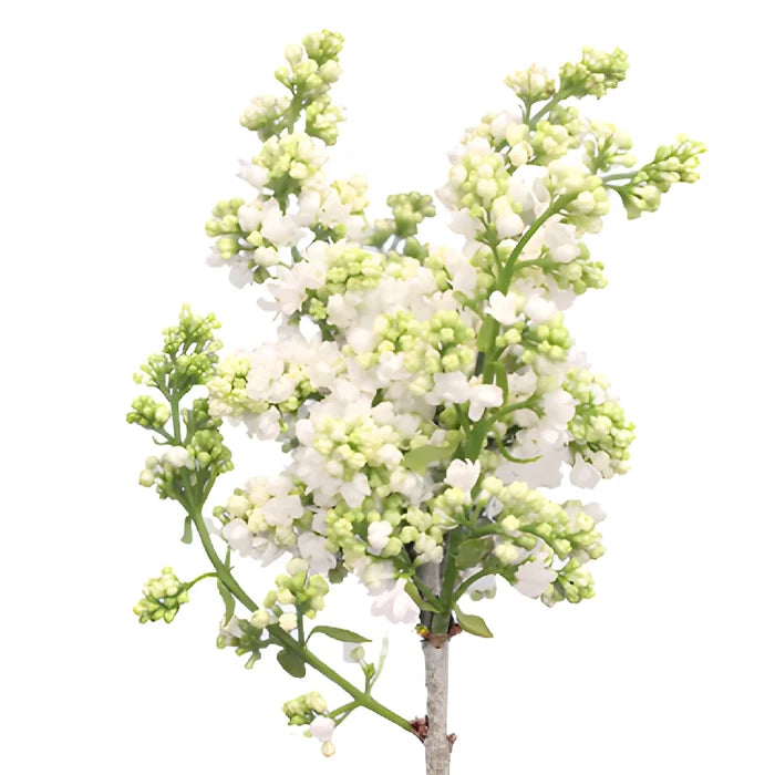 White Designer Lilac Flower