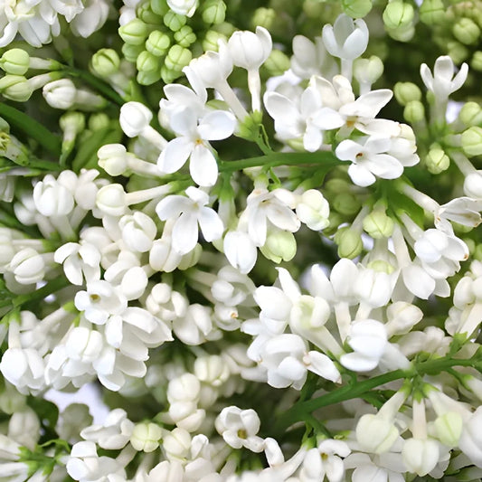 White Lilac Flower