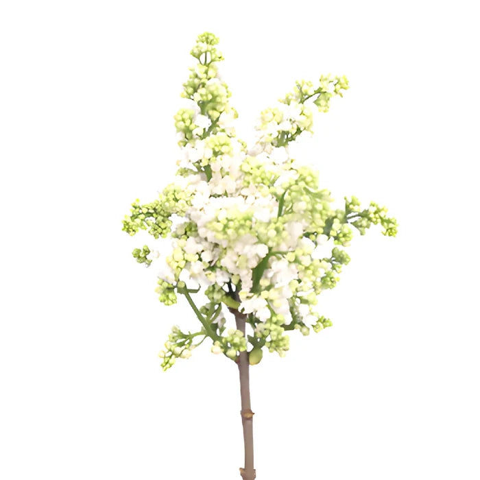 White Premium Lilac Flower